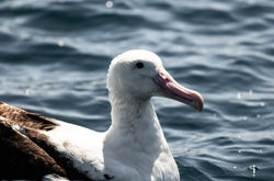 Wandering Albatross