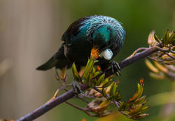 Tui