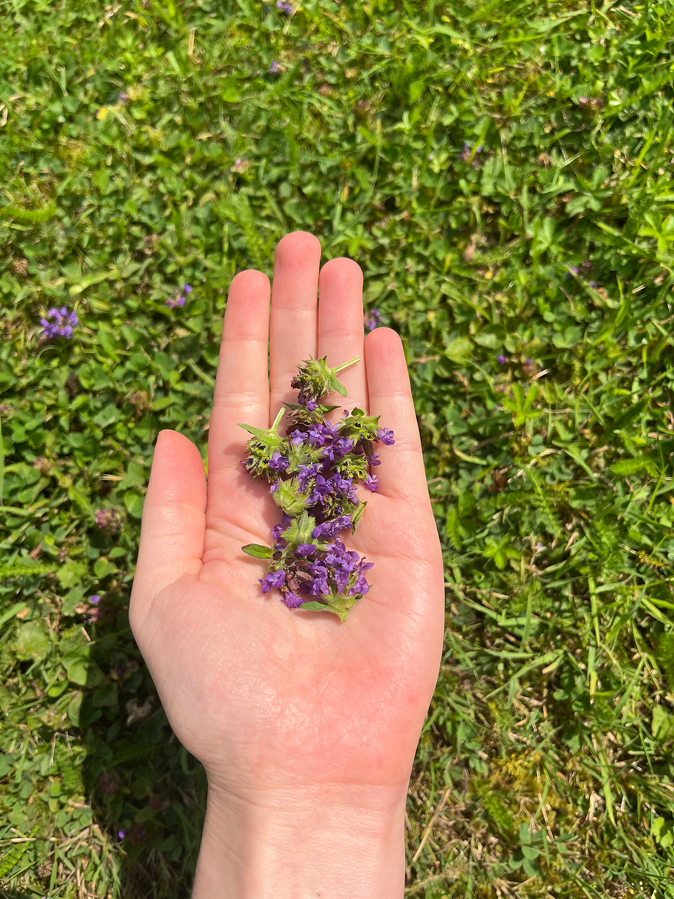 Thumbnail: Seasonal Herbal Remedies Making Workshop