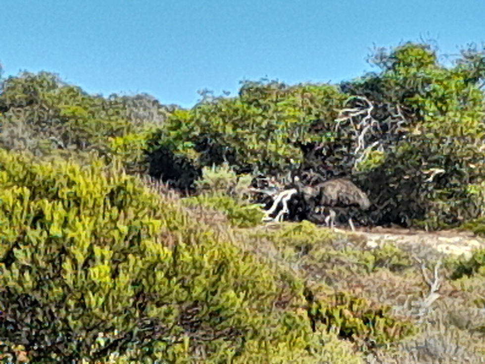Emu, Whalers Way, Nr Port Lincoln SA