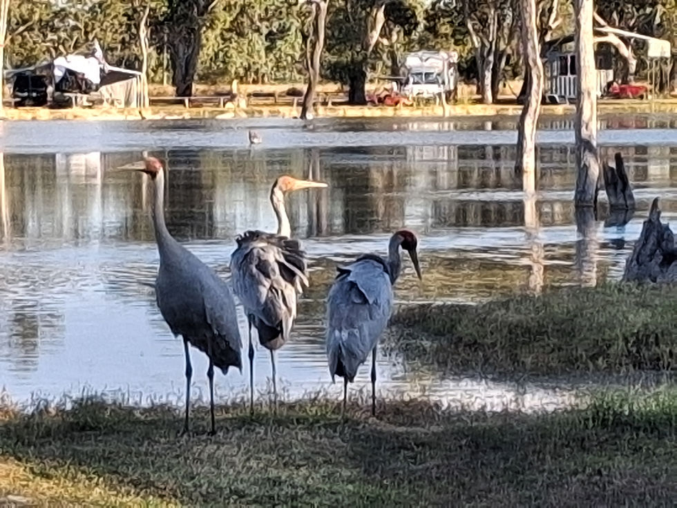 Lara Station Wetlands, QLD