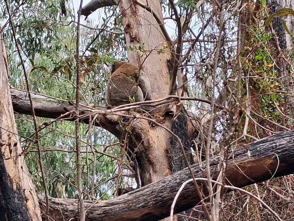 Koala, Rocky River, Flinders Chase NP SA