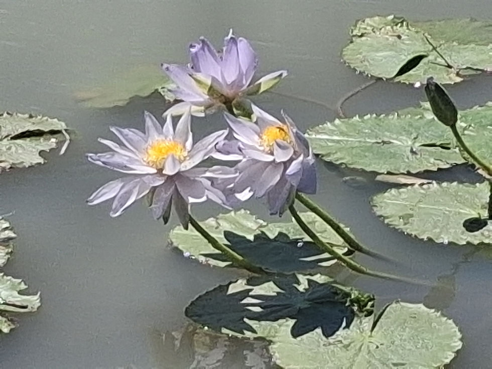 Camooweal Billabong, QLD