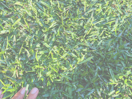 Natural Lawns in Málaga: How We Build Green Carpets That Actually Last