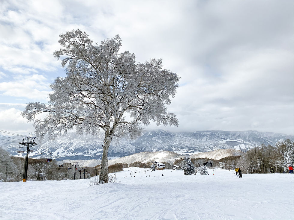powdered ski hill, ski slope in Nozawaonsen, Japan, snowy hill, powdered mountains