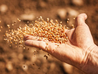 SOWING SEEDS