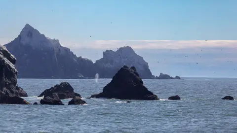 Photo by Tom Hoppa of Whales off the coast of Pacifica - California