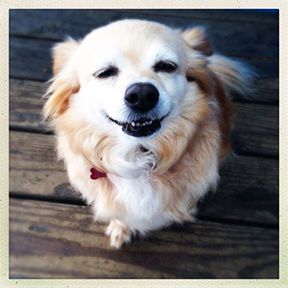 animals 6.jpg
