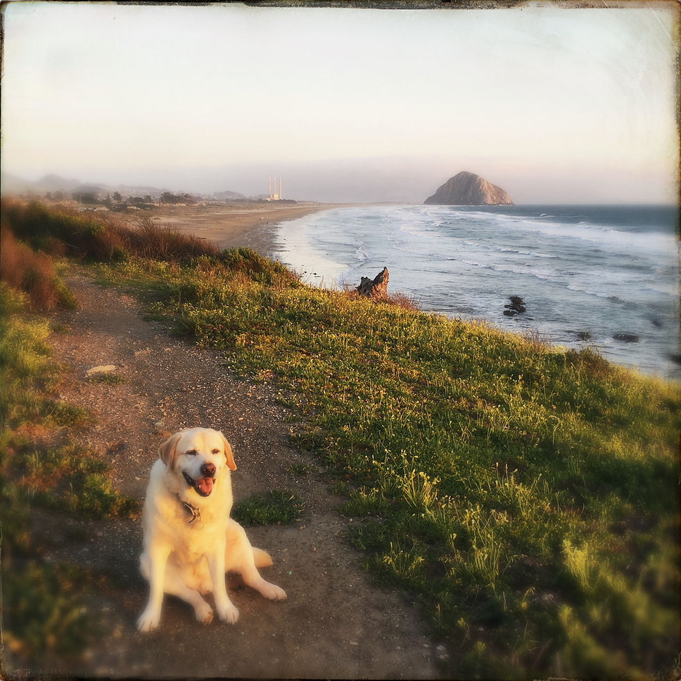 Yellow Lab sits on a coastal path overlooking Morro Rock. Morro Bay, California. Dog Beach.