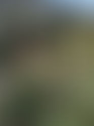 残暑見舞い申し上げます。