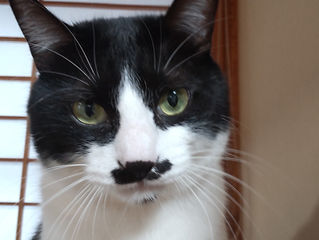 我が家の猫ちゃん