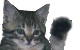 HI CAT.gif