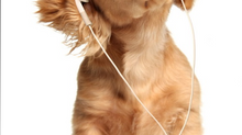Animales y música