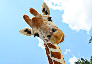 Animals...