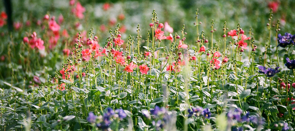 Flower Field 