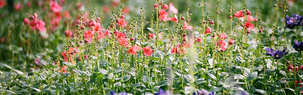 Flower Field