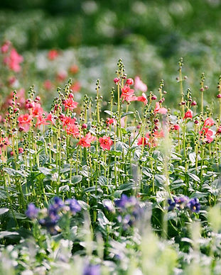 Flower Field