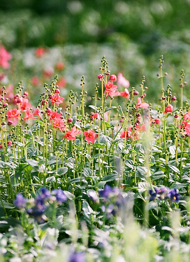 Flower Field