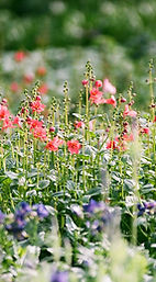 Flower Field