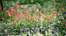 How Do Flower Remedies Work?