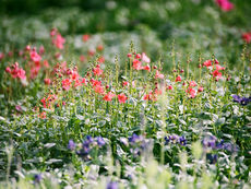 Springtime Sprouts: Annual Pollinators at McNitt Growers