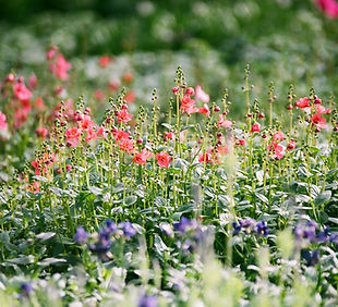 Buntes Blumenfeld