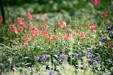 Kara Fleurs - Fleuriste Saint Genis Laval