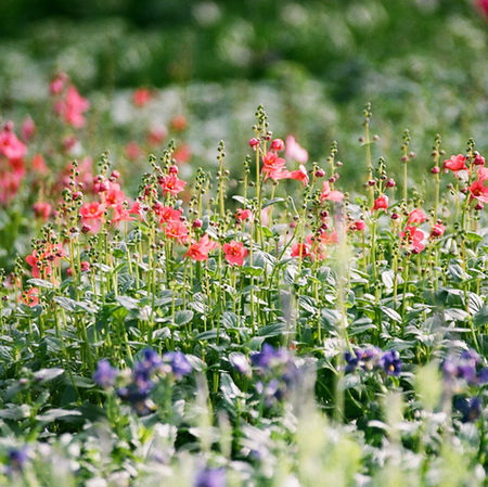 flower farm