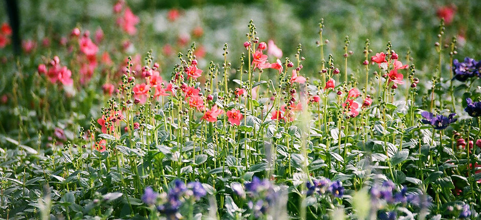 Flower Field 