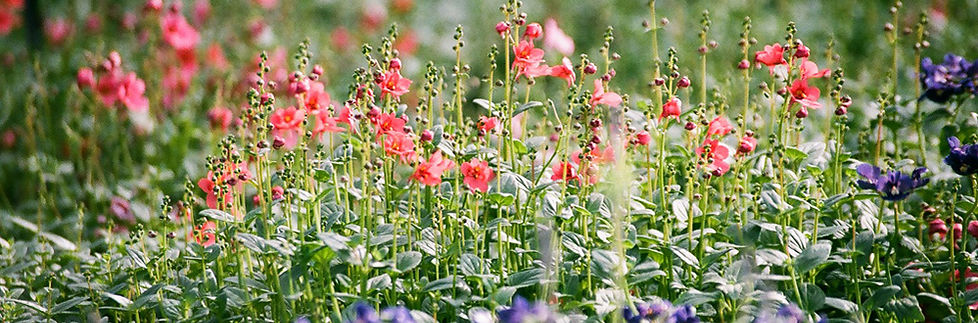 Colorful Flower Field