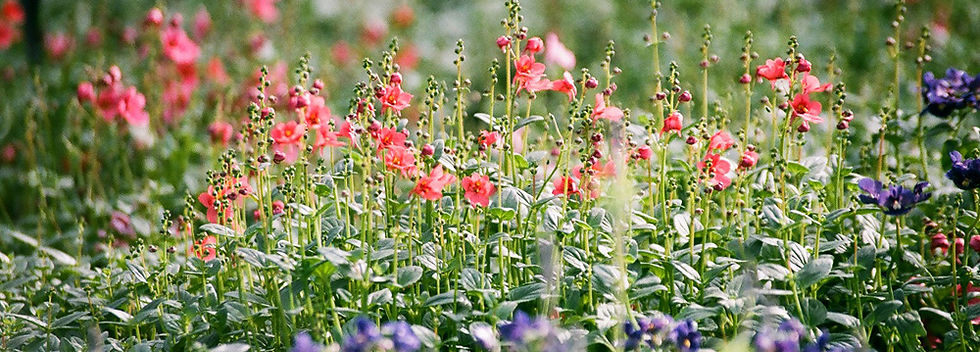 Flower Field