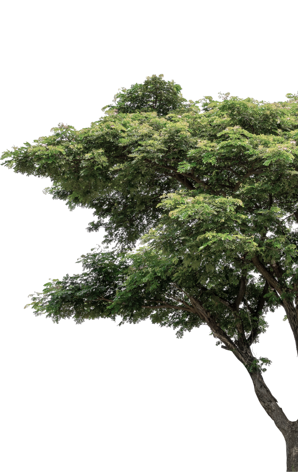 Tree1