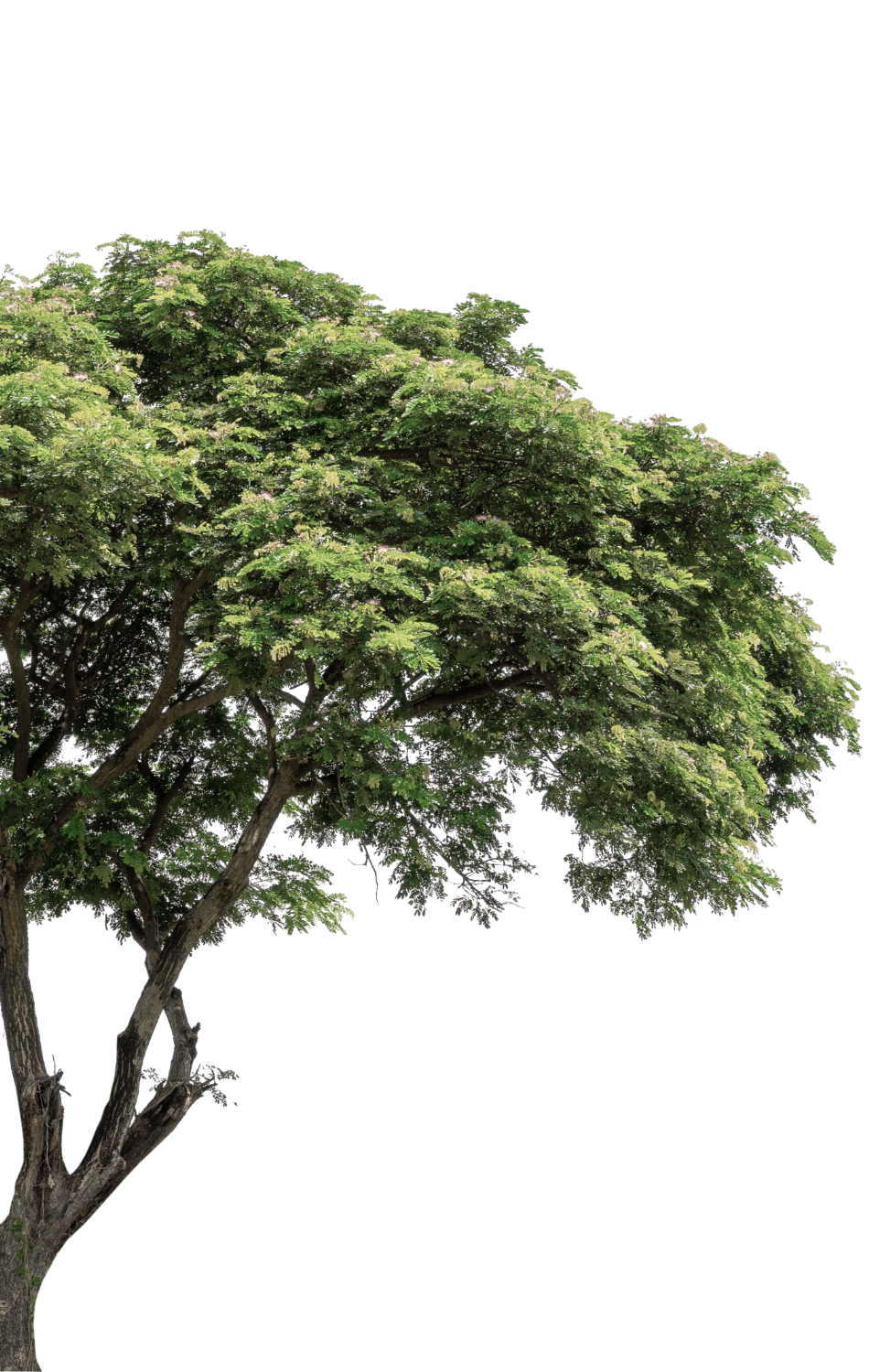 Tree2
