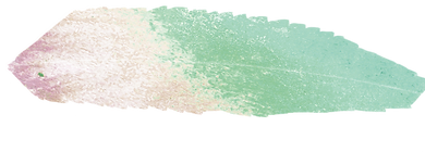 feather2.png