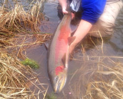 Big Steelhead caught on bead