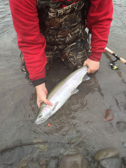 Steelhead caught on Steelhead beads