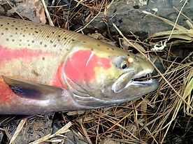 Trout beads, steelhead beads, salmon beads, trout egg beads, steelhead egg beads, salmon egg beads, fly fishing with egg patterns, fly fishing for salmon with egg patterns, fly fishing for trout with egg patterns, fly fishing for steelhead with egg patterns, fly fishing for white fish with egg patterns, fly fishing for salmon with bead patterns, fly fishing for trout with trout beads, fly fishing for steel head with steelhead beads, fly fishing for Whitefish with trout beads, fly fishing for silver salmon with trout beads or salmon beads, fly fly fishing for Kokanee salmon with trout or salmon beads, fly fishing for Sockeye salmon with trout or salmon beads, fly fishing for Dolley Varden with trout beads or salmon beads, fly fishing for Bull trout with trout beads or steelhead beads, fly fishing for rainbow trout with trout beads or steelhead beads, fly fishing for brown trout with trout beads or steelhead beads, fly fishing for Atlantic Char with trout beads or salmon beads