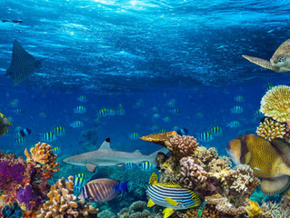 Ocean Project