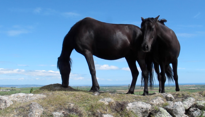 Wild Horses