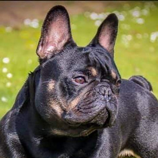 ukbkc-french-bulldog_edited.jpg