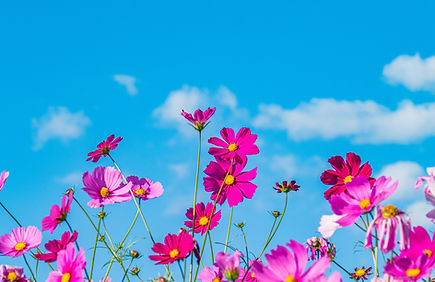 尼崎店(エビスヤ)