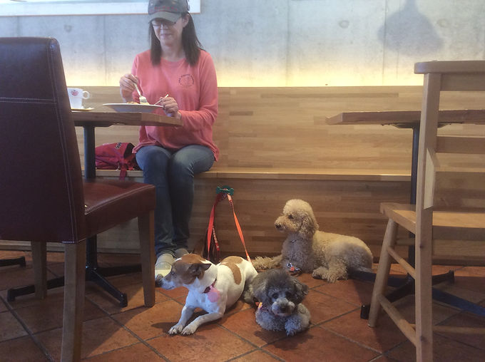 犬のしつけ教室 たかはし愛犬訓練学校