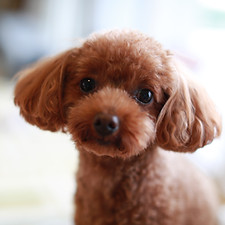 犬