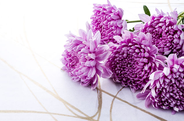 菊6