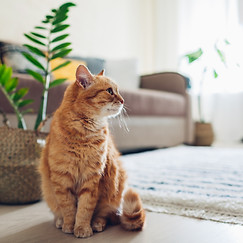 お部屋でくつろぐ猫