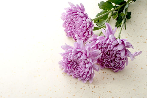 菊1