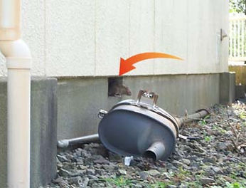 住宅の通気口から出てくるネズミ