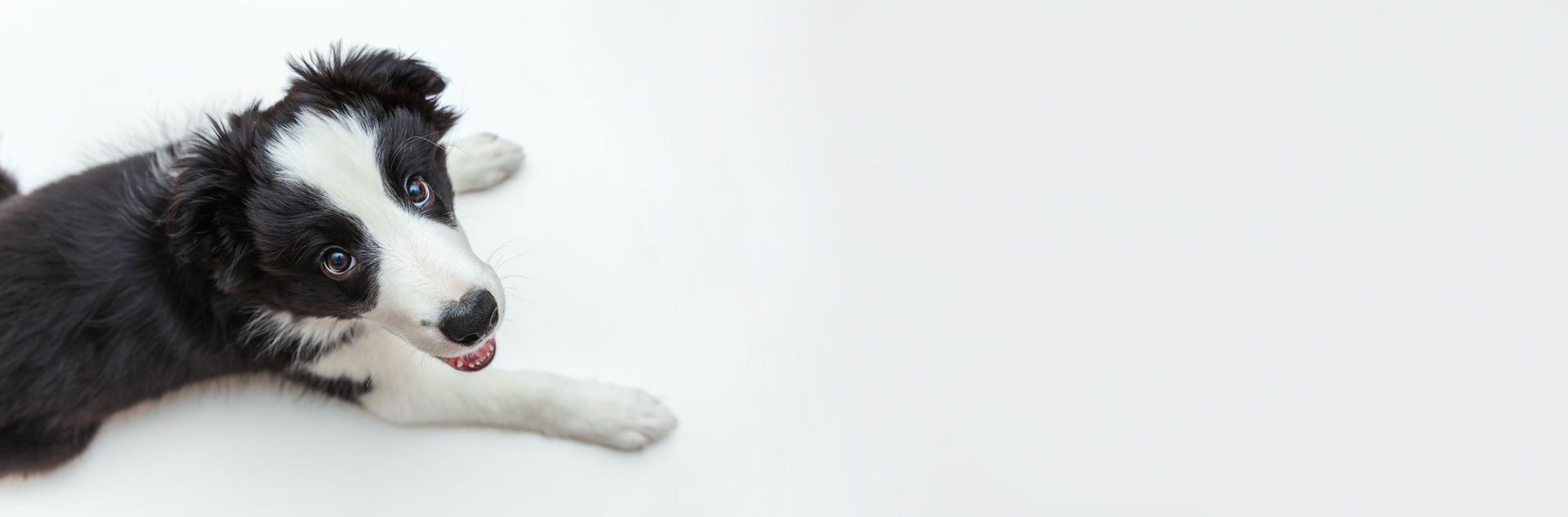 犬