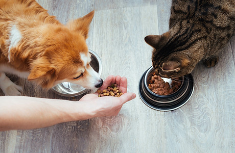 飼育相談など