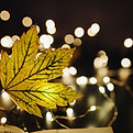 Feuille avec lumières